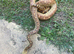 Make and female bullsnake