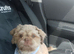 Male shihtzhu puppy