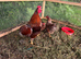 Blue Laced Wyndotte Hatching Eggs