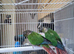 This years baby conures