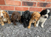Beautiful cockapoo puppies