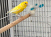 2x yellow raza cocks
