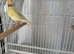 Canary’s