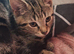 Male kittens
