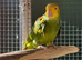 Double Yellow Headed Amazon parrot