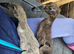 Indian runner duck FEMALES