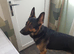 German shepard  boy