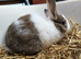 12 week old bunnies for sale in Northampton in Northampton