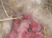 Breeding pair of New Zealand whites