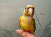 2 hand reared conure parrots £300 each