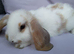 Cute French x Mini Lop kits looking for new homes