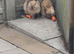 2 harliquin boy bunnies
