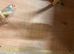 Zebra finches