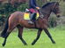 16.2 7yr old ISH Allrounder / Hunter
