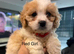 F1 Cavapoo&rsquo;s ready to go - 1 boy & 3 girls