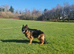 German Shepherd Long Hair Black Puppies