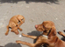 3/4 BRED WIREHAIRED HUNGARIAN VIZSLAS ..
