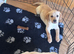 Stunning Labrador puppies READY NOW