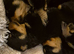 5 beautiful girl rottweiler pups
