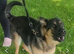 German shepherd wanted for exchange/swap
