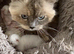 Ragdoll little girl ready now