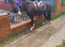 !12hh 5yr family/show pony!