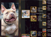 Male American Bully
