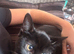 Black female kitten