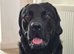 Our lab Milo
