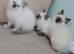 Full Pedigree kittens tica registered