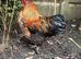 Pilkie Cockerel looking for new pastures