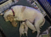 Beautiful cavapoos FB1