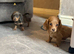 KC REGISTERED MINIATURE DACHSHUND PUPPIES