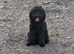 Toy Labradoodles