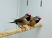 Finches
