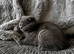 Ready Now - Tica registered Scottish Fold & Straight kittens