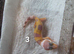 Leopard gecko babies mixed morphs