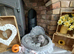 Staffordshire bull terrier Valgo champion bloodlines kc registered health tested stud dogs