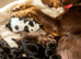 Cocker spaniel puppies