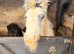 Cute 2 year old mini cob