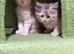 Maincoon kittens