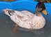 Call and runner duck Drakes only for sale