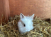 Baby rabbits for sale