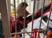 Pair of finches