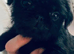 Shihtzu wanted
