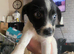 5 puppies for sale