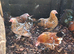 BANTAM PEKIN/MILLEFLEUR Trio