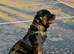 KC Registered Rottweiler Stud &ndash; 2 Years Old