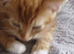 Ginger kitten