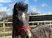 Connemara yearling filly